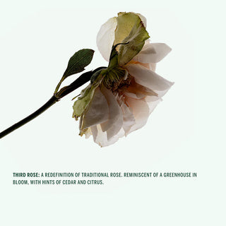 Deodorant - Third Rose 75gr | Corpus Naturals